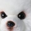 White Stuffed Toy Dog with Curled Tail Silky Soft Samoyed Cute