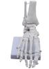 Monolife Foot Bone Model, Foot Bone Model, Ankle Joint Model, Right Foot Specimen, Ankle, Articulating Type