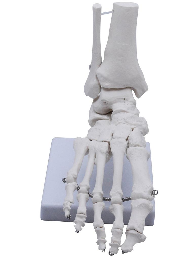 Monolife Foot Bone Model, Foot Bone Model, Ankle Joint Model, Right Foot Specimen, Ankle, Articulating Type
