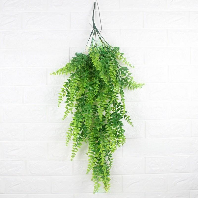 Pteridium Latiusculum Plant For Wedding And Outdoor Decorate Events