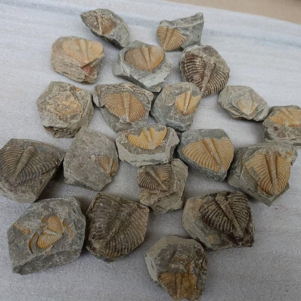 Three-leaf Worm Original Stone Marine Life Stones Crafts Natural Trilobite Tail  Raw Specimen