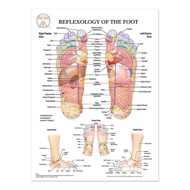 Nouveau Le Corps Structure Squelette Art Mural Anatomie du Système Nerveux Image sur Toile Affiche Éducative Décoration Médicale Peinture