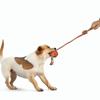 Pet Supplies: Knots, Teething Sticks, Dog Toothbrushes, Interactive Dog Toy Balls