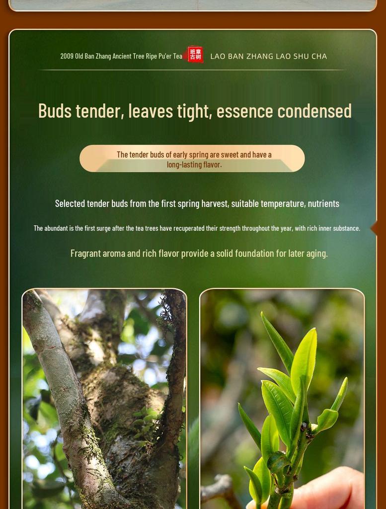 Yunnan Aged BanZhang Pu'er Ripe Tea, Ancient Tree, Small Cake, Gift Box, 10+ Years