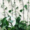 30Pcs Climbing Plant Wall Clips Leaf-Shaped Plant Fixer with Glue Tape Hanging Plant Tools Tomato Vine Hook Climbing
