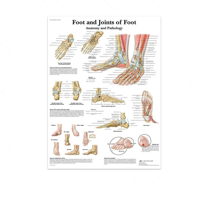 Science Wall Art Muscle System Human Anatomy Diagram Medical Education Supplies HD Oil On Canvas Posters And Prints Home Decor