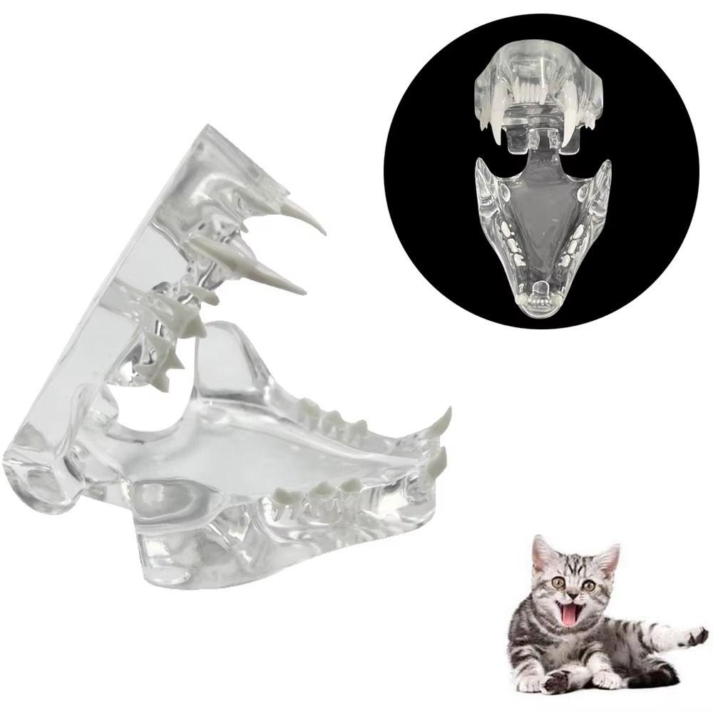 Dog Cat Rabbit Dog Tooth Model Transparent Dental Teaching Canine Cat Clear Typodont  Office