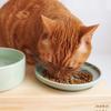 O'Cats Health Water Series Cat Food Bowl, Medium Size