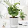 Yousheng Flowerpot with Drainage Holes Water Filling Port Automatic Self-Watering Hydroponic Flowerpot Transparent Base Plant Pot Home Office Decor
