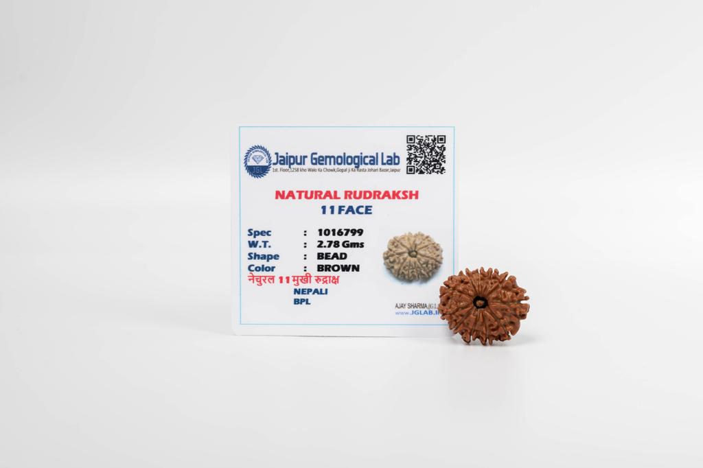 Natural 11 Mukhi Rudraksha Bead – Nepali Origin | Energized Bead for Lord Hanuman Blessings, Courage & Fearlessness | Organic & Lab Certified