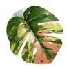 Aquarium Betta Fish Leaf Pad with Suction Cup Relax Plants Fish Spawning Habitat Pets Fish Tank Decor Artificial Leaf Hammock