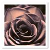 Canvas print Rose Flower Plant