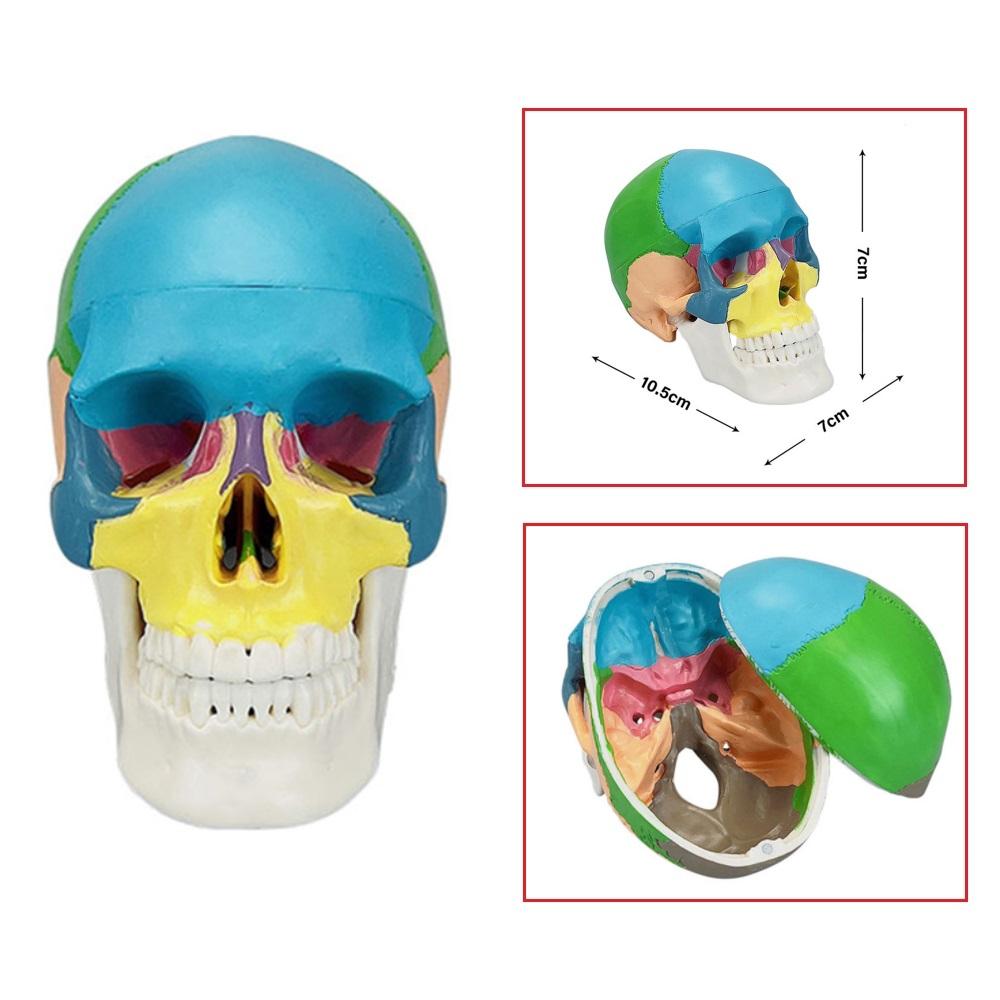 Galvaskausa anatomiskais modelis, mazs izmērs, medicīnas