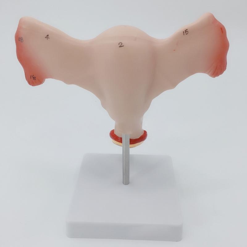 Anatomical Female Reproductive Organs Model for Demonstration Female Genital And Ovary Anatomy Model Teaching Tool
