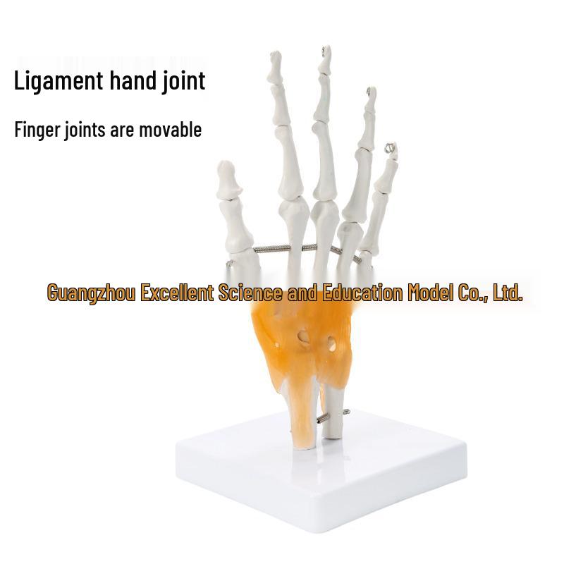 Human Hand Joint and Bone Model for Orthopedic Teaching