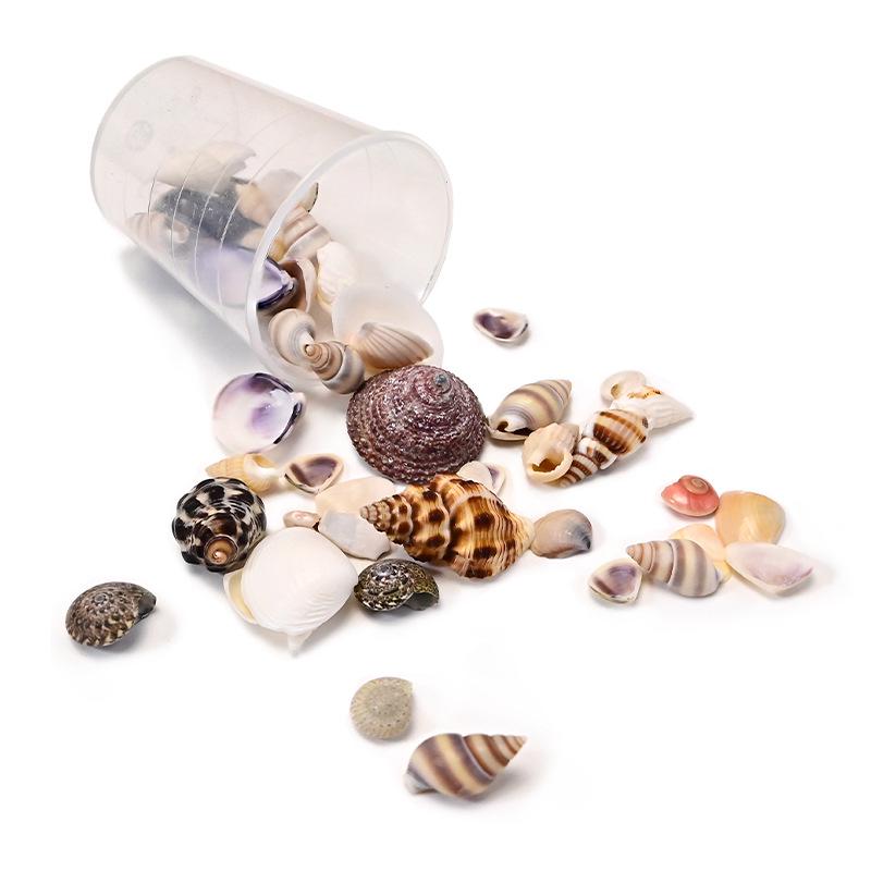 Natural Epoxy-Filled Conch Shells for DIY Crafts and Aquarium Decor
