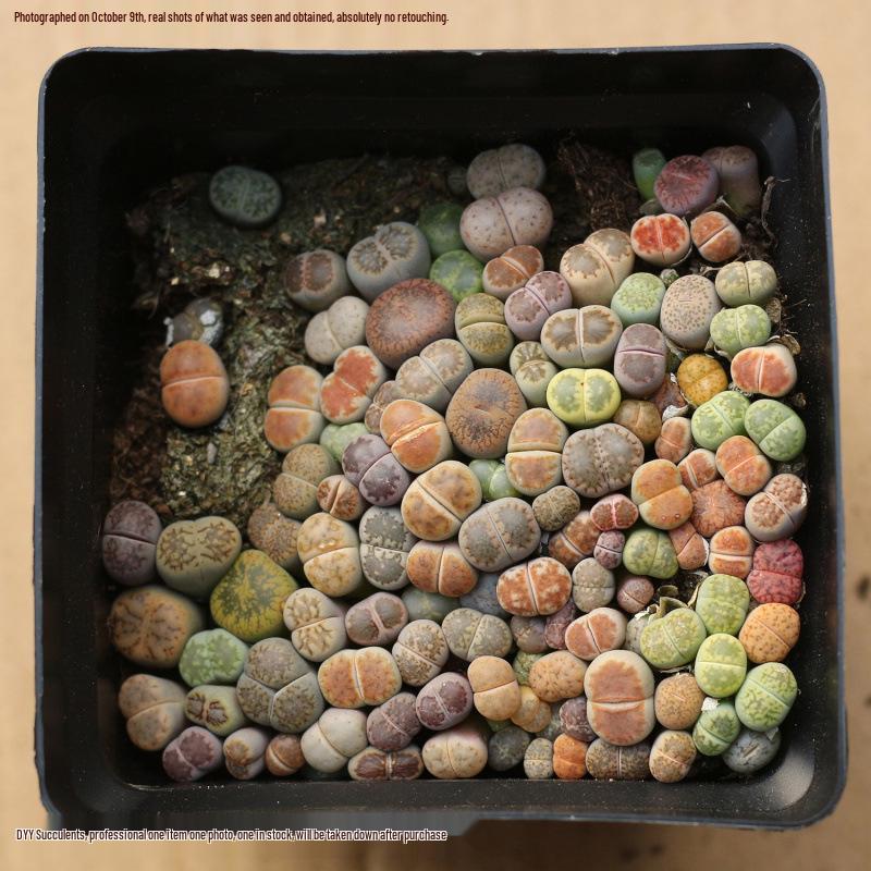 Rare Lithops Succulent Pot: Diverse Colors & Varieties