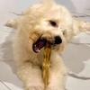 Dog Chew Sticks Natural Coffee Wood Bite-Resistant Teething Toy for Puppies to Large Dogs for Teeth Cleaning Fresh Breath Anxiety Relief