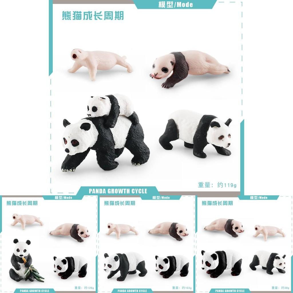 Educational Panda Growth Cycle Static Model Toy For Kids Realistic Pvc Figures