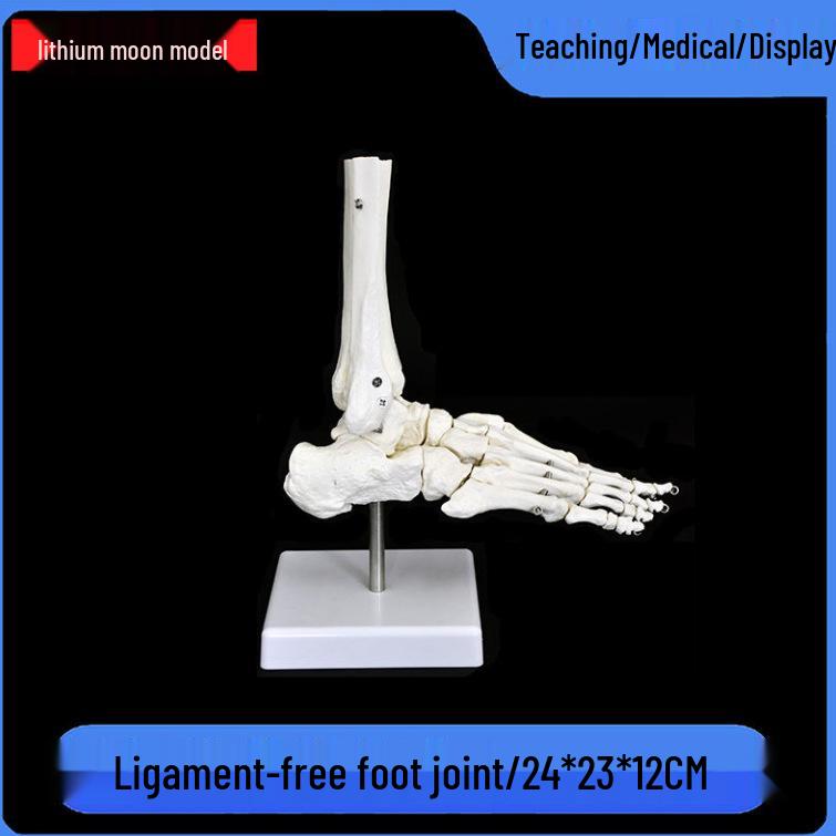 Human Skeleton Model with 6 Major Joints: Knee, Foot, Hand, Shoulder, Elbow, and Hip