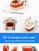 Dental Educational and Communication Model Set: Comprehensive, Removable, and Implant Restoration Models