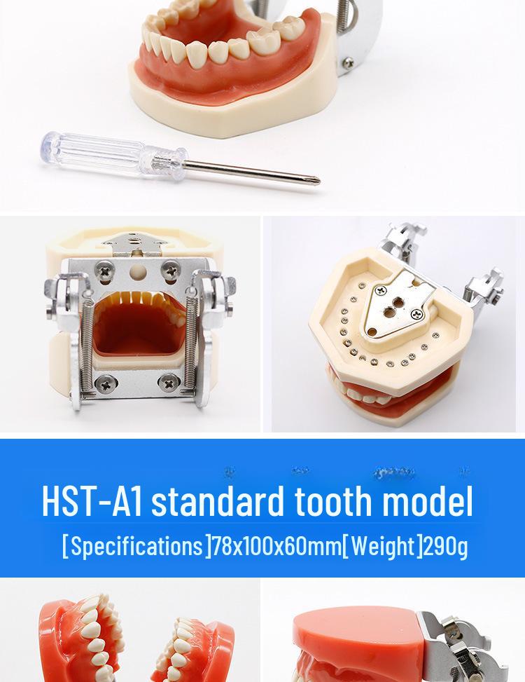 Dental Educational and Communication Model Set: Comprehensive, Removable, and Implant Restoration Models