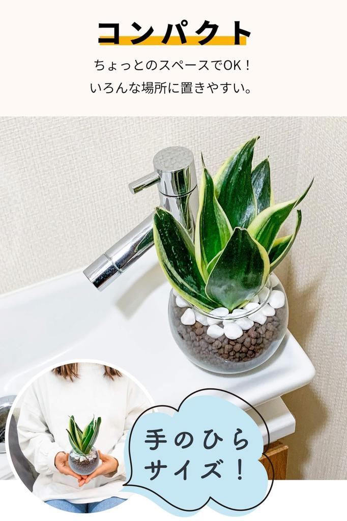 Sansevieria Geschenkbox nur Setbox, die als Tag Geburtstag Baby Hochzeit 60. Geburtstag ein Geschenk zum Übermitteln Echte Zimmerpflanze Hydrokultur Mini