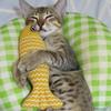 Simulated Mint Fish Cat Toy for Relieving Boredom, Durable Scratching and Biting, Hemp Cloth Fish Cat Toy, Pet Supplies