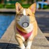 STOBOK Adjustable Dog Gas Maskss Dog Muzzle Reusable Puppy Masks Breathable Dog Mouth Protection Masks Filter Air Pollutants for Small Large Dogs L