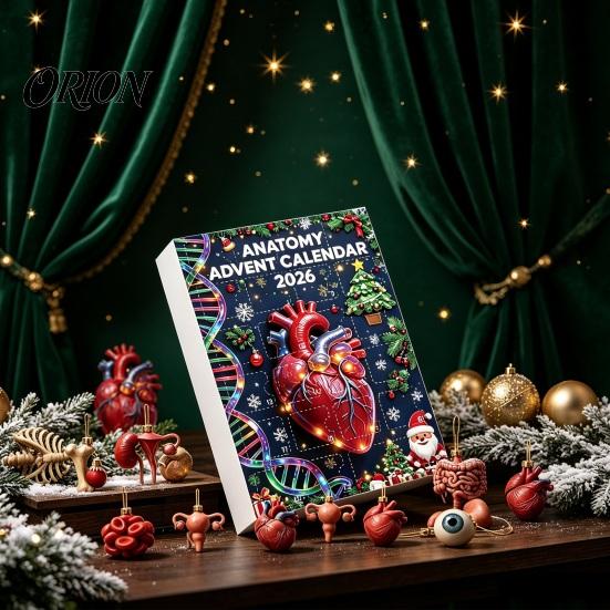 Kreativní vědecká dekorace 2026 Anatomický adventní kalendář, 24denní sada ozdob na tělesné orgány, Realistické lidské anatomické dekorace k zavěšení na Vánoce