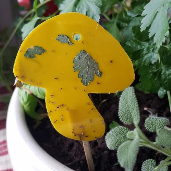 12 Τεμάχια Παγίδα Μύγας Κολλώδης Αυτοκόλλητη Αδιάβροχη Οικολογική Προστάτης Παγιδευτής Μυκήτων Προμήθειες Κήπου