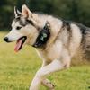 Type-C Rechargeable Dog Barking Collar Color Screen Vibration Stop Bark Collar  Bark Control