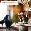 Practical Polyester Mesh Design Chicken Feeding Bag Easy Install Hanging Type with Hook Reusable Feeder Chicken Duck Supplies