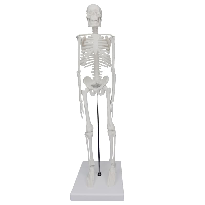 45cm (17") Mini Human Skeleton Model with Movable Arms and Legs, Scientific Model for Studying the Basic Details of the Human Skeletal System