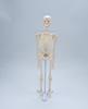 45cm Human Skeletal Model for Medical Teaching and Education
