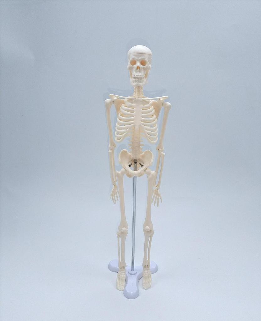 45cm Human Skeletal Model for Medical Teaching and Education
