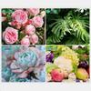 Household Flower Fertilizer Slow-Release Sticks for Potted Plants