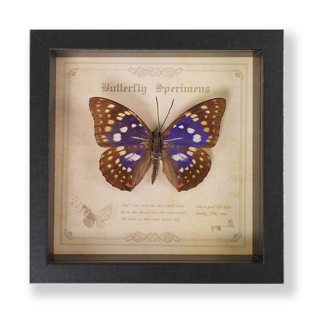 Green Banded Swallowtail Butterfly Specimen Decorative Painting - Real Insect for Display