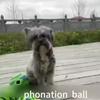 Squeaky Dog Chew Toy Ball Interactive Sound Making Training Play Safe Indoor Outdoor Gift for Puppies Pets