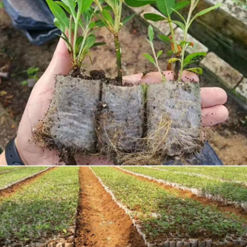 100PCS Non-woven Seeding Grow Bags Biodegradable Seed Nursery Bags Plants Seeds To Sow Flower Pots Pouch Home Garden Supply