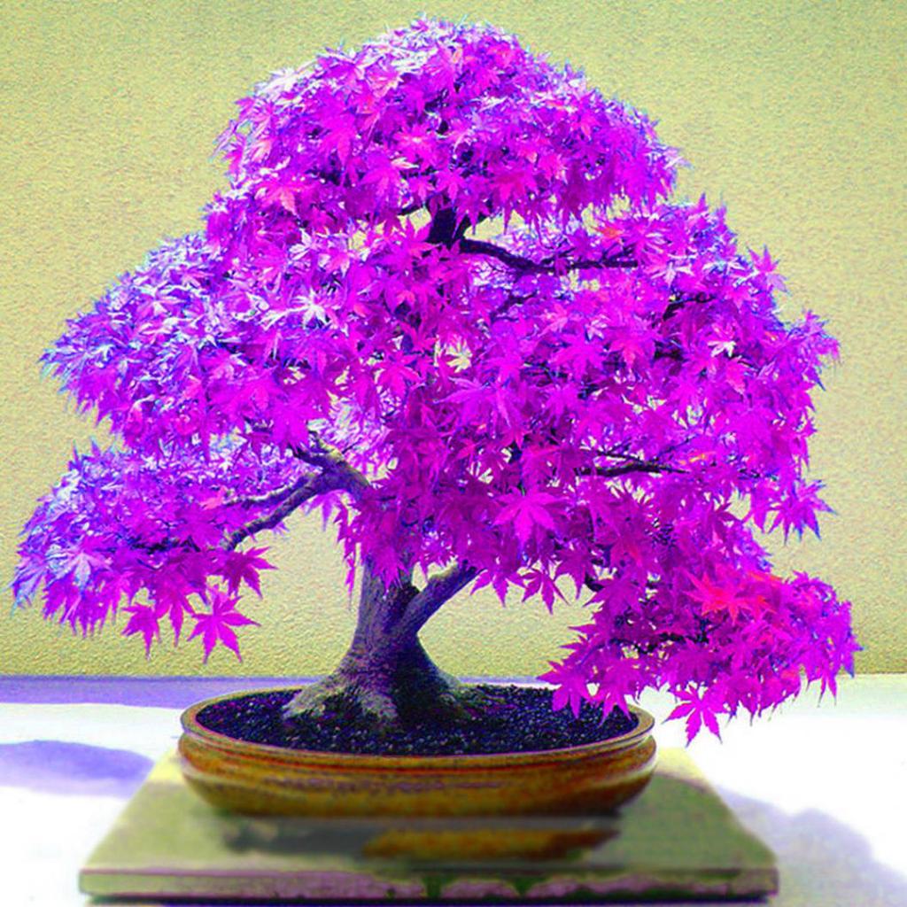 20 Stcke schne lila Ahornsamen Hausgarten Hof Bonsai Pflanzen Ornament  gnstig kaufen  Preis, kostenloser Versand, echte Bewertungen mit Fotos   Joom