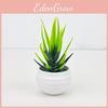 Succulent Vera Aloe Miniature Green Potted Plant For Home Office Desk Decor