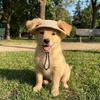 Exposed Ears Corduroy Dog Hat Breathable Pet Sun Hat Fashion Dog Sunscreen Hat  For Dogs Cats