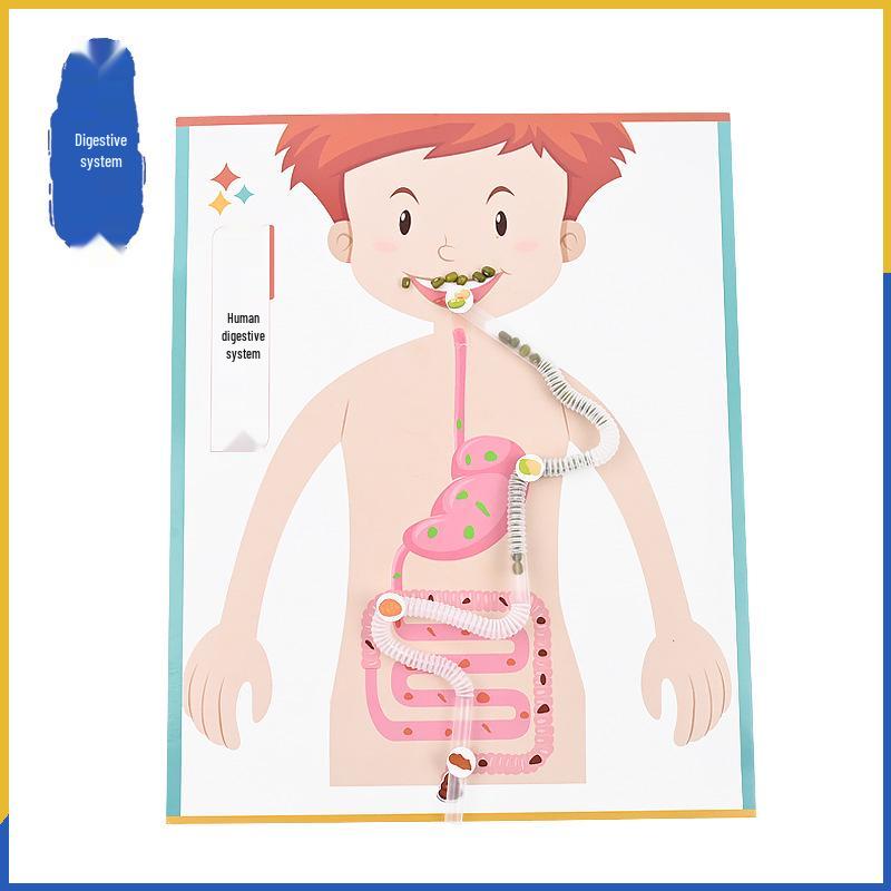Toddler DIY Handmade Human Digestive System Model for Learning Food Intake Process