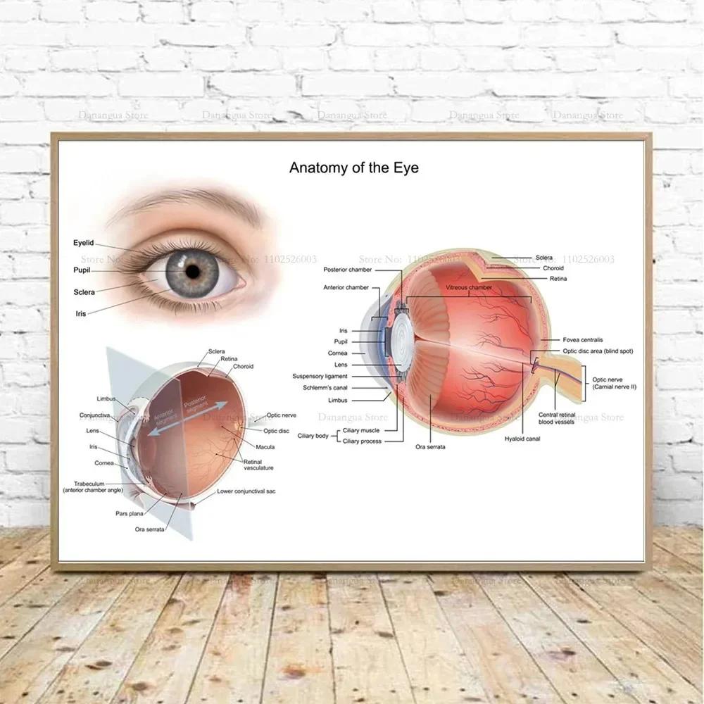 Trigger Points Anatomy Foot Reflexology Chart Study Canvas Painting Poster Prints Wall Art Picture Photo Gift Room Home Decor
