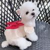 Bow Dog Princess Dress Summer Dog Clothes Lace Thin Puppy Skirt Girls Dog Costume Chihuahua Bichon Cat Dresses Dog Clothing 2025