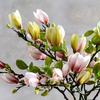 Realistic Magnolia Faux Flower Decor for Living Room or Dining Table