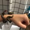 Snake Animal Model Python Snake Tricky Toys Snake Bracelet Simulation Animal Model Animal Bangles