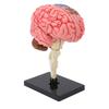 Brain Model Neuroanatomy Structure Teaching Tool Human Brain Anatomical Model with Base for Education Display