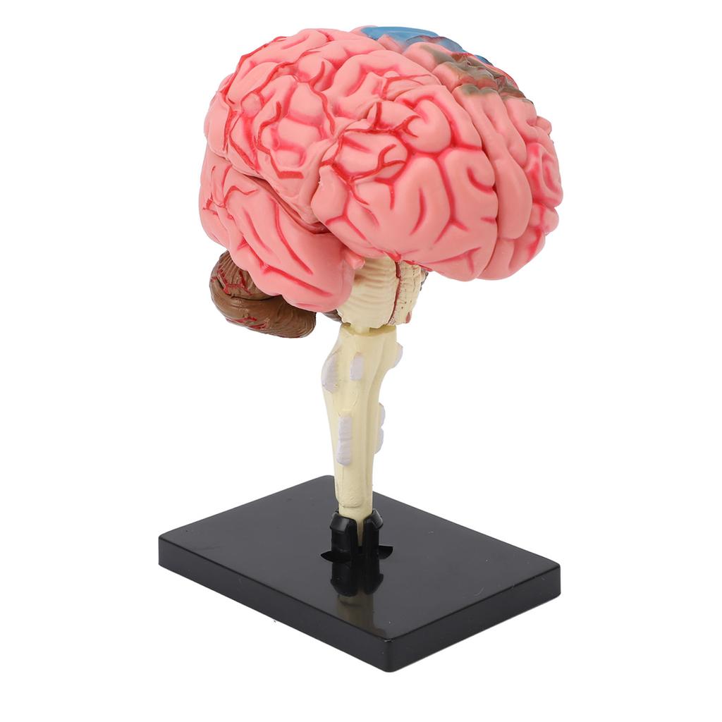 Brain Model Neuroanatomy Structure Teaching Tool Human Brain Anatomical Model with Base for Education Display